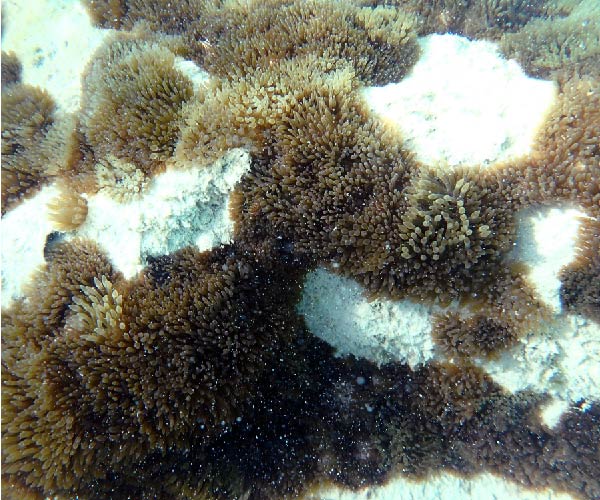 EMO EMP for the proposed development of a wreak dive site at K. Kudagiri