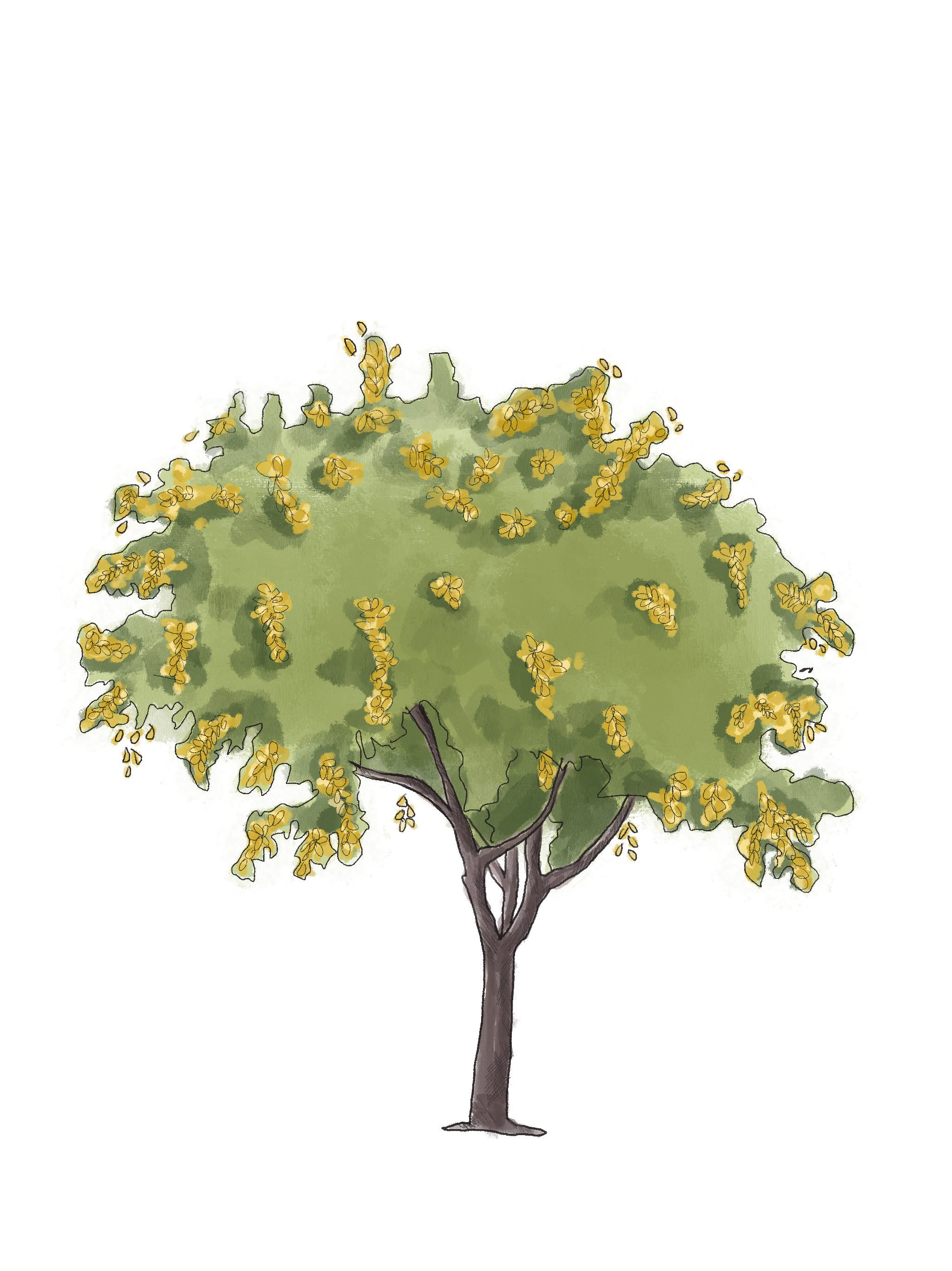 Tree Inventory