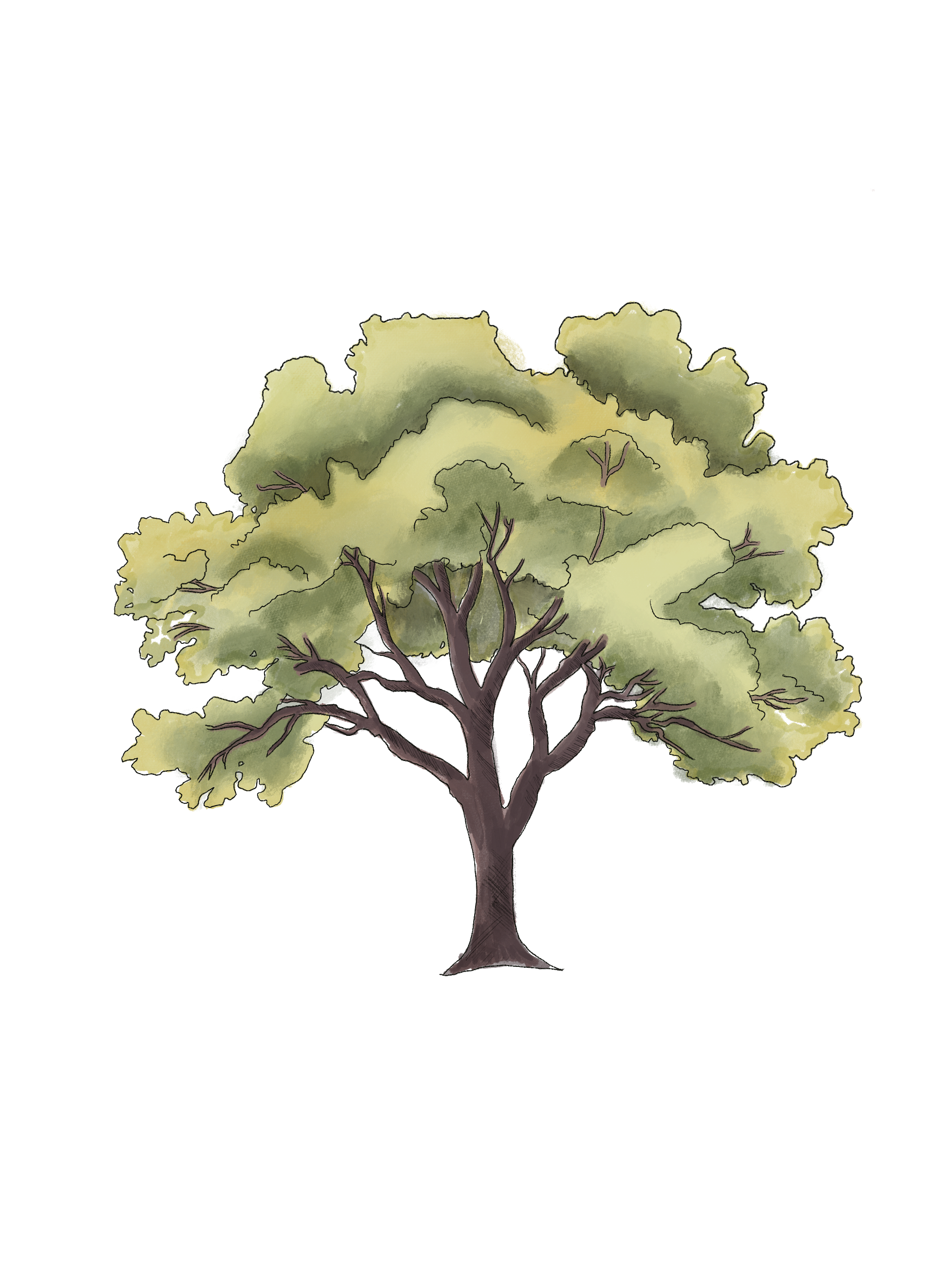 Tree Inventory